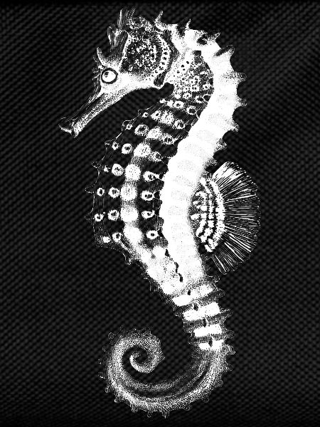 Seahorse Silhouette on Black
