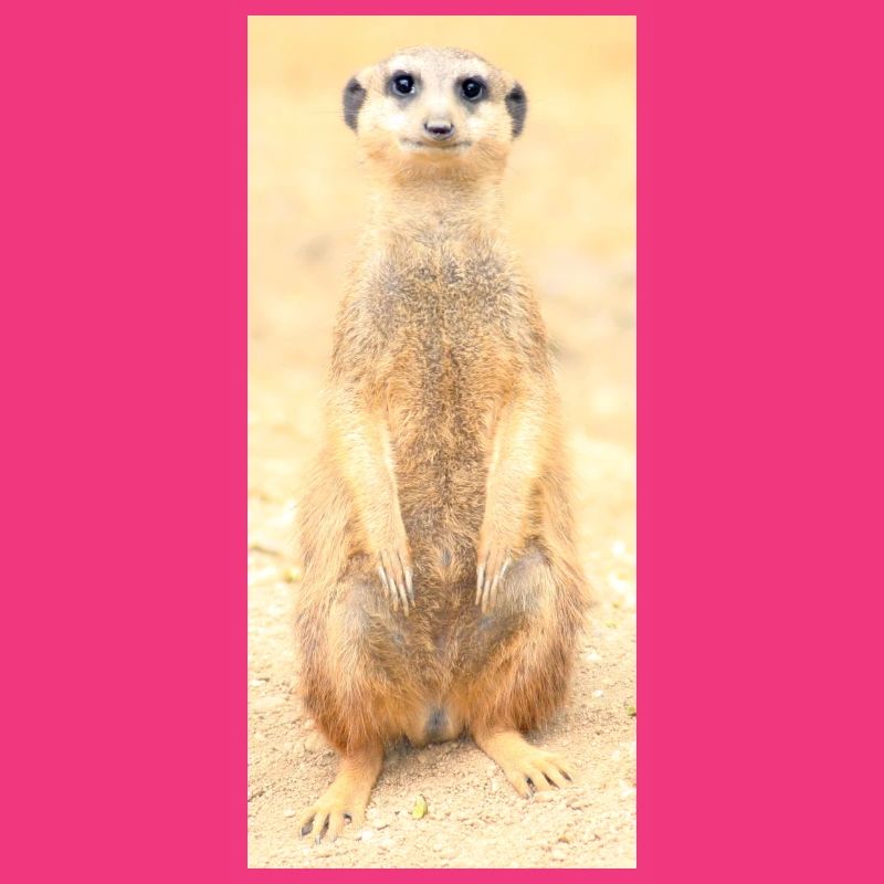 Erdmännchen