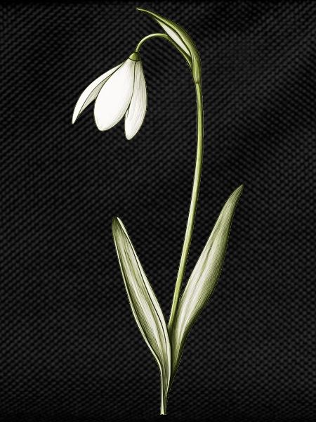 petits perce-neige