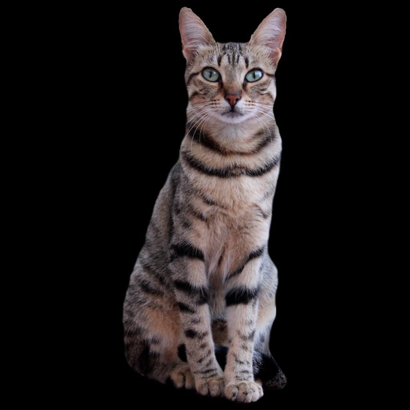 Katze Kätzchen Tigerkatze Katzenshirt Geschenk