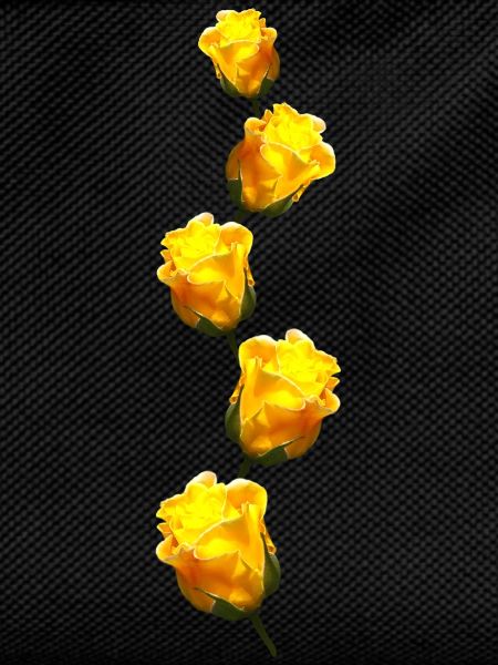 yellow roses