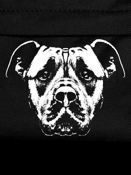 Dog / Head / White / Faithful
