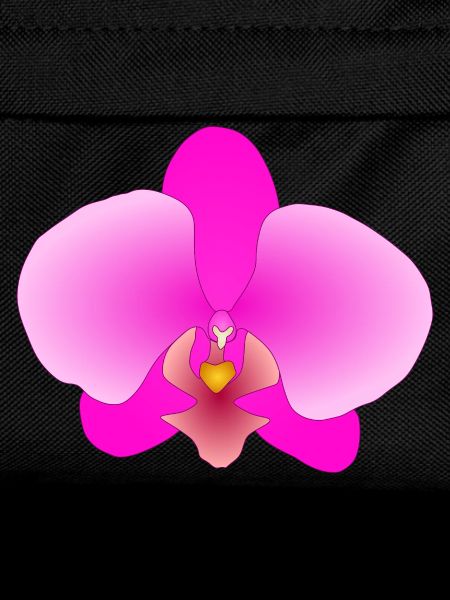 pink orchid