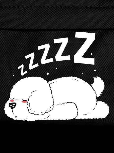 Bichon Frise Hund