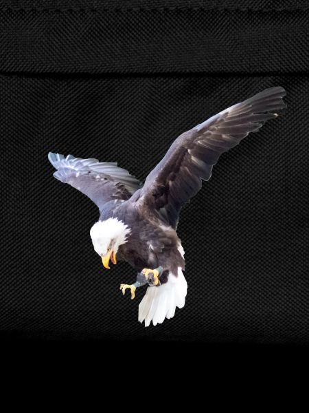 Eagle in a swoop