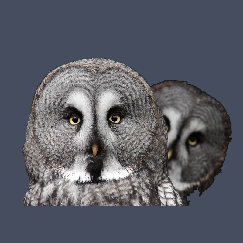 Zwei Eulenköpfe