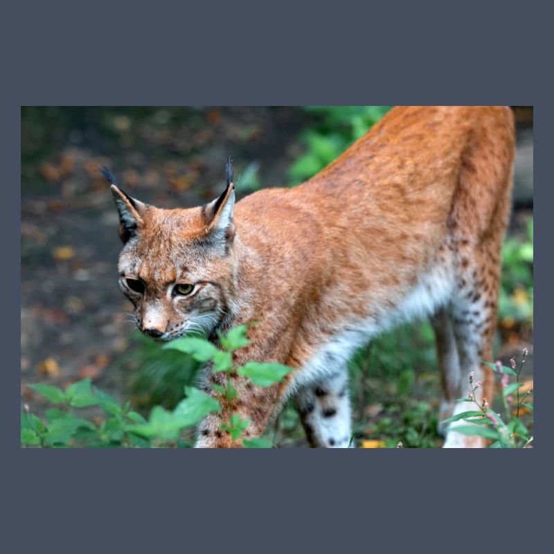 Eurasischer Luchs oder Nördlicher Luchs