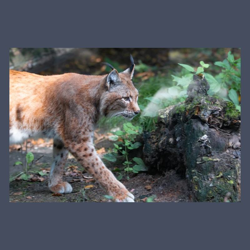 Eurasischer Luchs oder Nördlicher Luchs