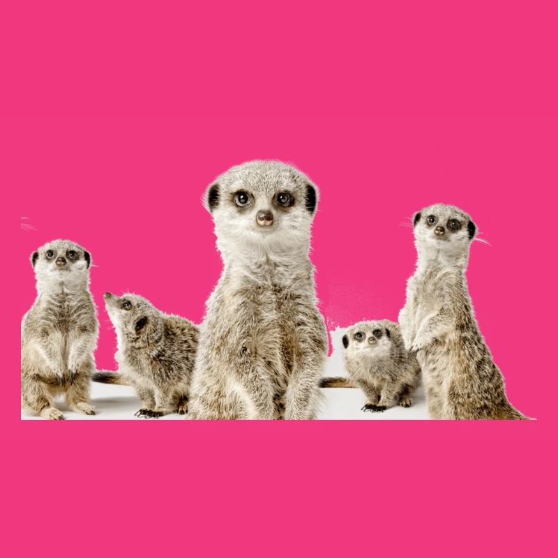 Erdhörnchen