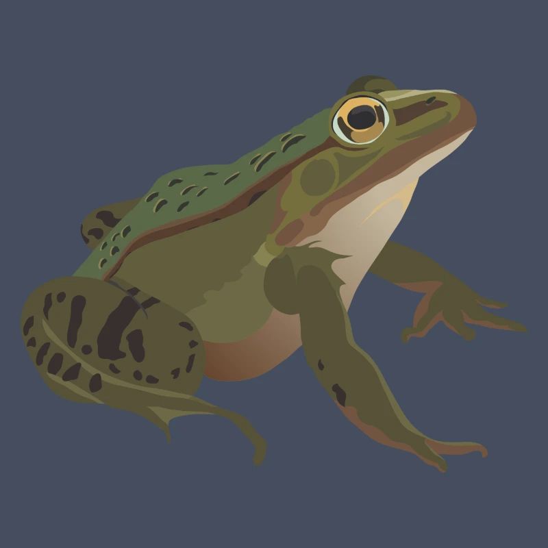 Frog mister frog toad common toad tree frog idea