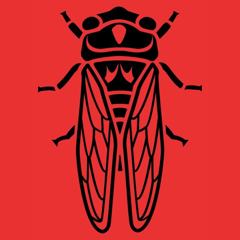 Cicada - insect