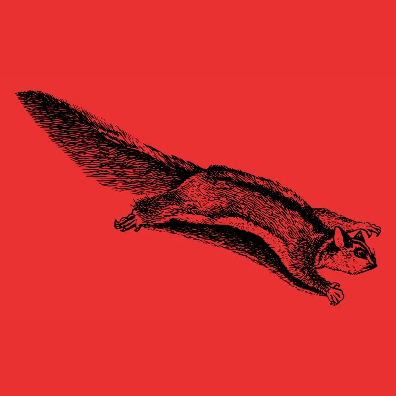 Gleithörnchen