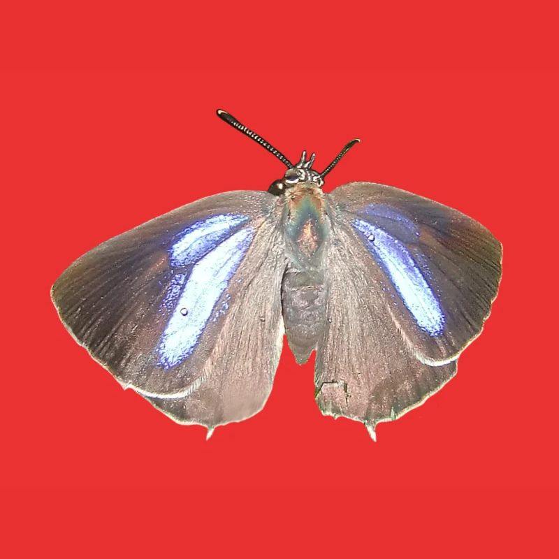 Blauer Eichen-Zipfelfalter