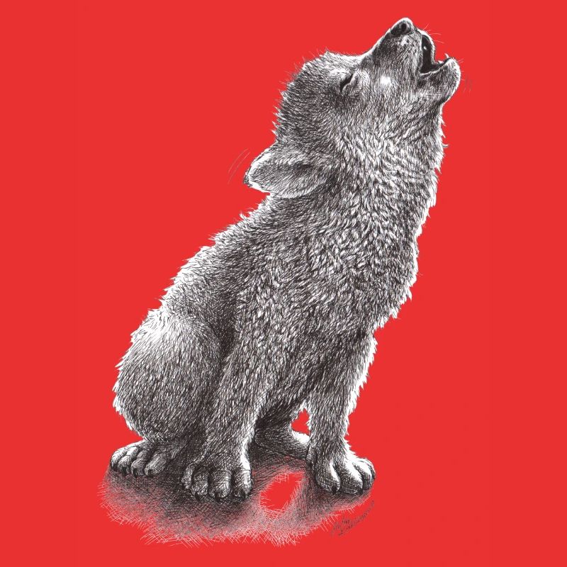 Young howling wolf