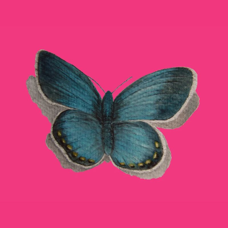 Schmetterling Bläuling