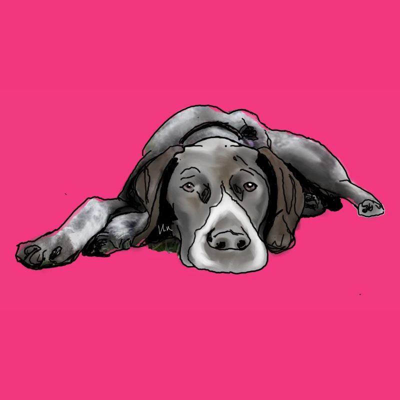 Pointer German Shorthair
