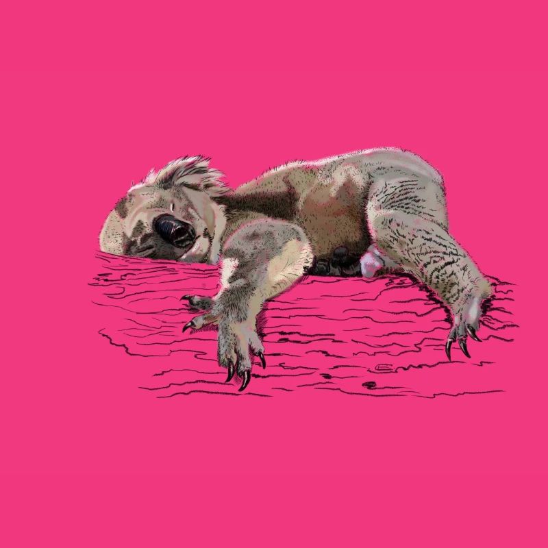 Koala