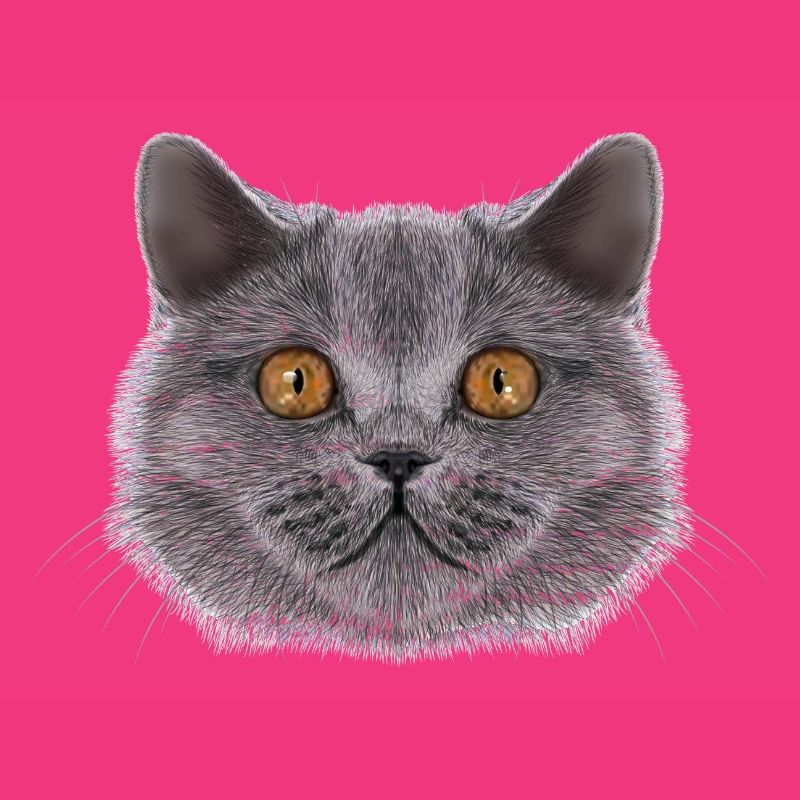 Britisch-Kurzhaar-Katze 