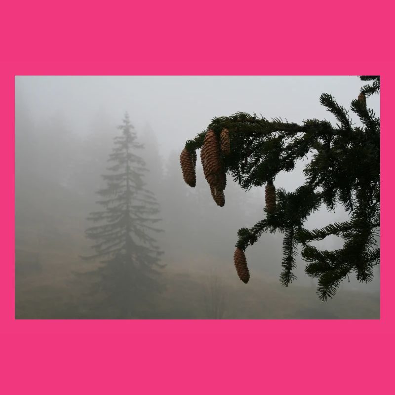 Cloud Forest Cone Magic / Feldberg
