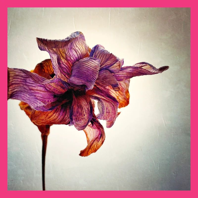 Verwelkte Blume