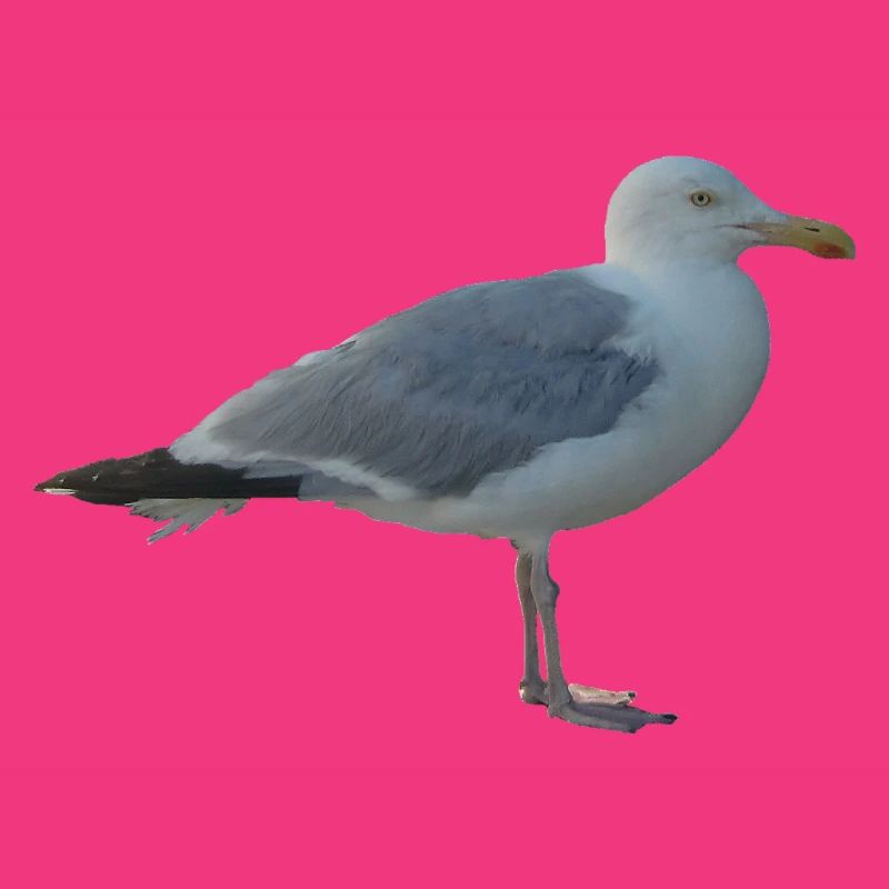 Gull