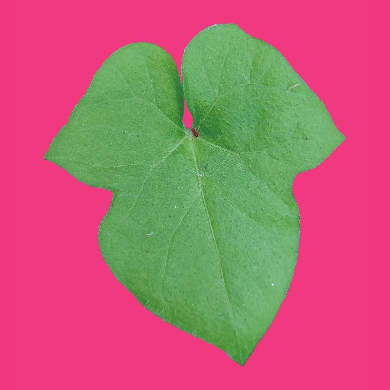 Green_Leaf_-_Tiny_Red_Spider