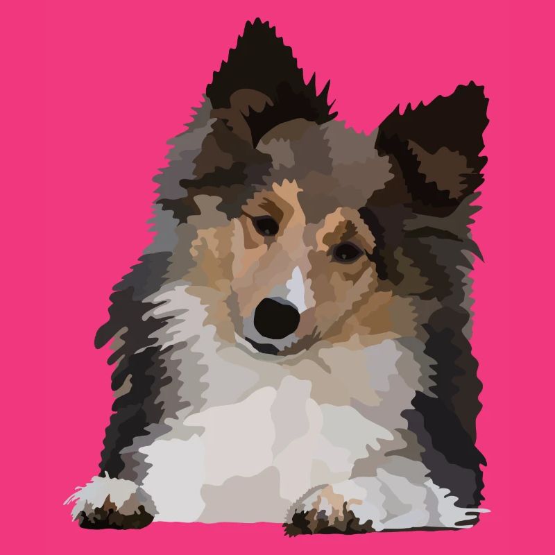 Dani, le Sheltie