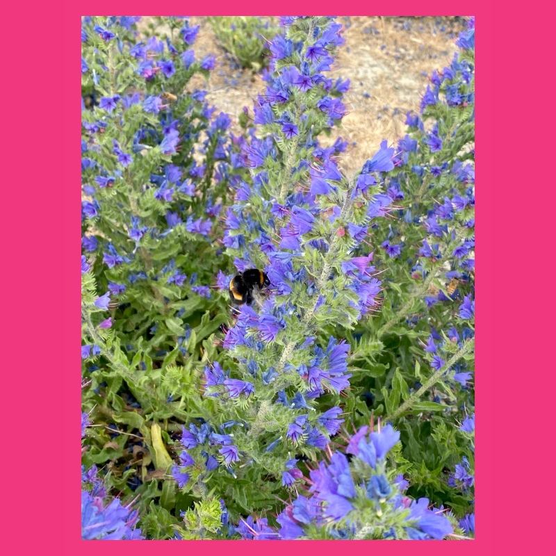 Lilac Blossoms Bee-Friendly Pattern