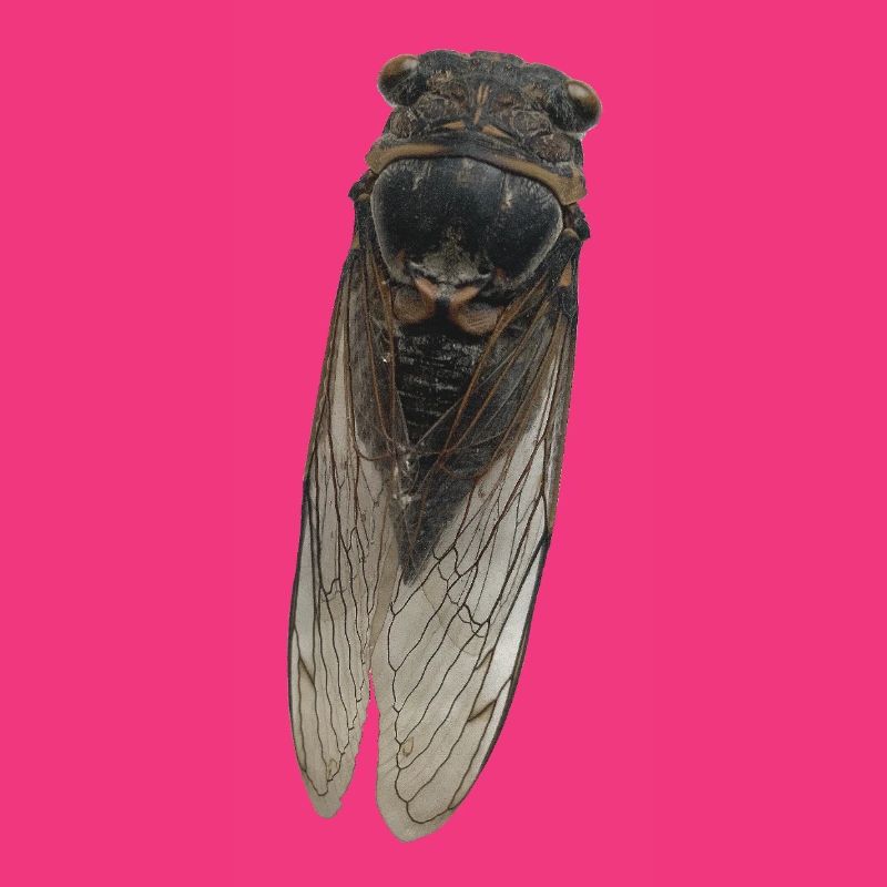 Cicada