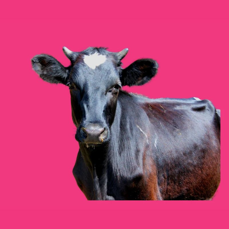 Vache