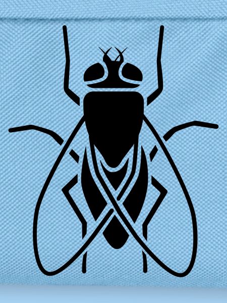 Insect - fly