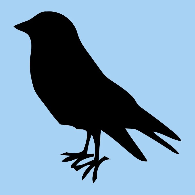 oiseau oiseaux oiseaux tôt