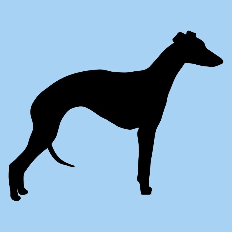 Whippet