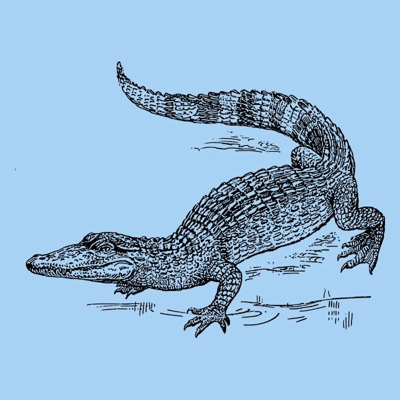 kroko 58