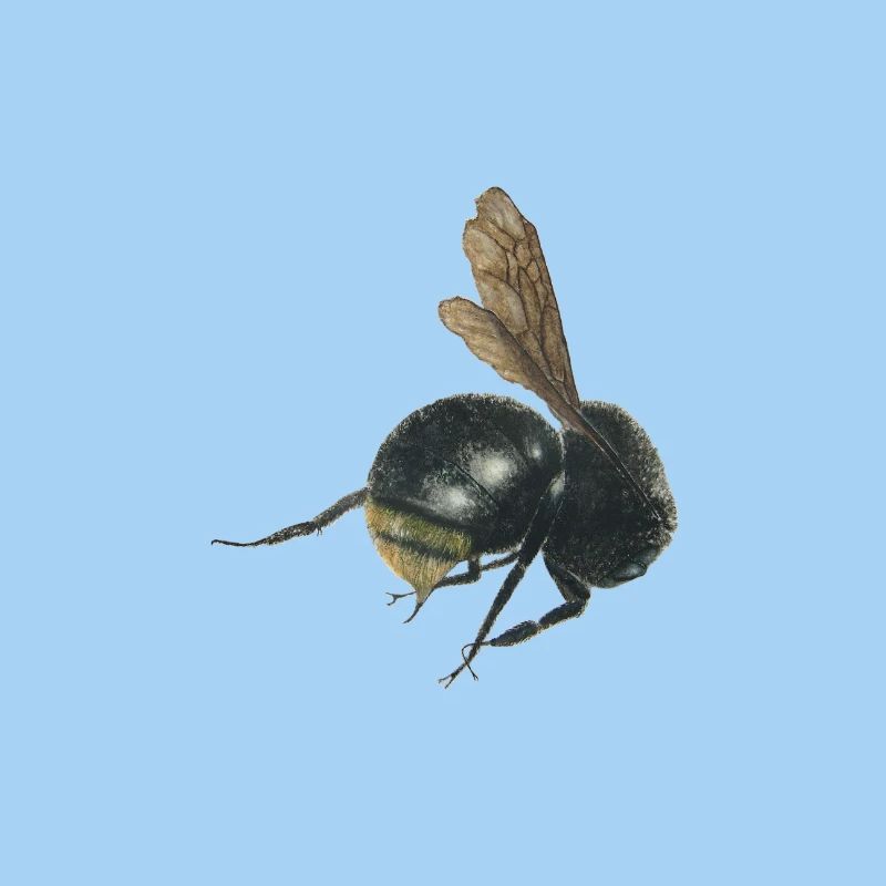 Hummel