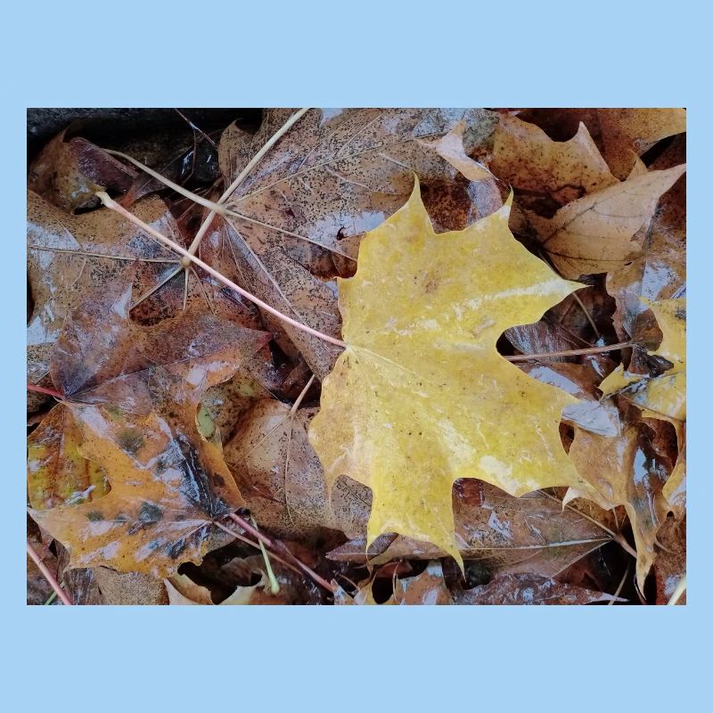 Yellow maple leaf also rainy autumn carpet
