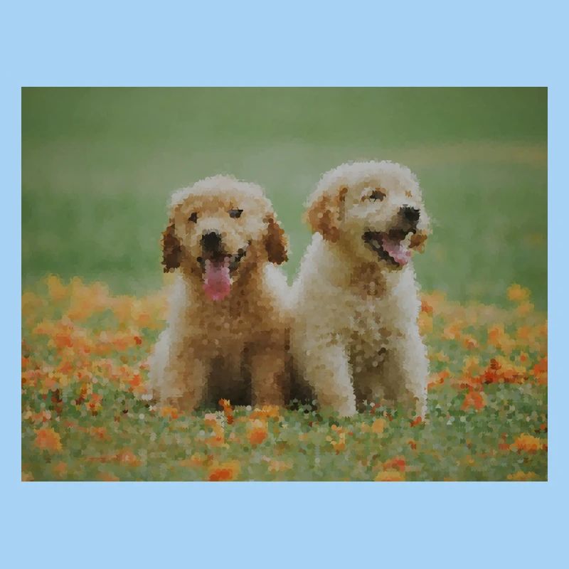 2 chiots Labrador Retriever dans le champ de fleurs