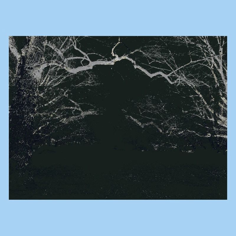 Night Forest Mirror Image