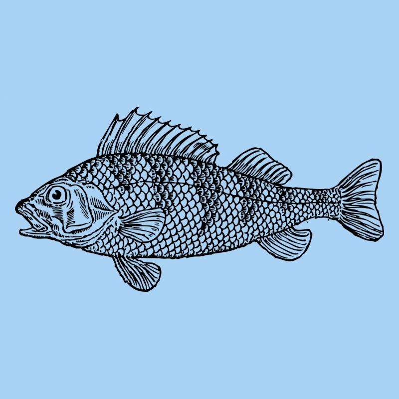 Schöner Barsch 2