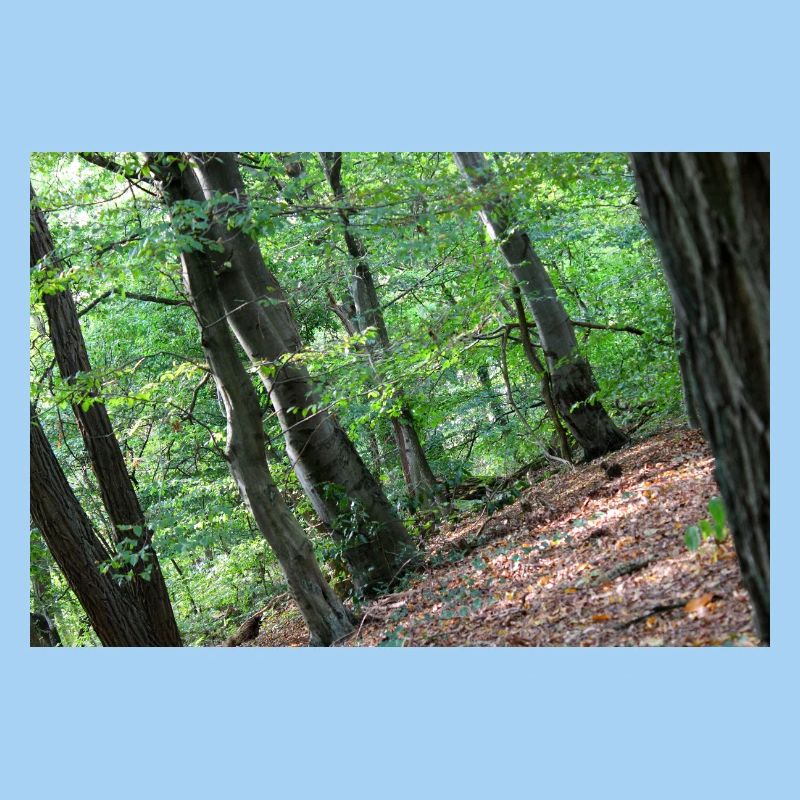 Forest Tree Trees Walk Nature Forester Poster