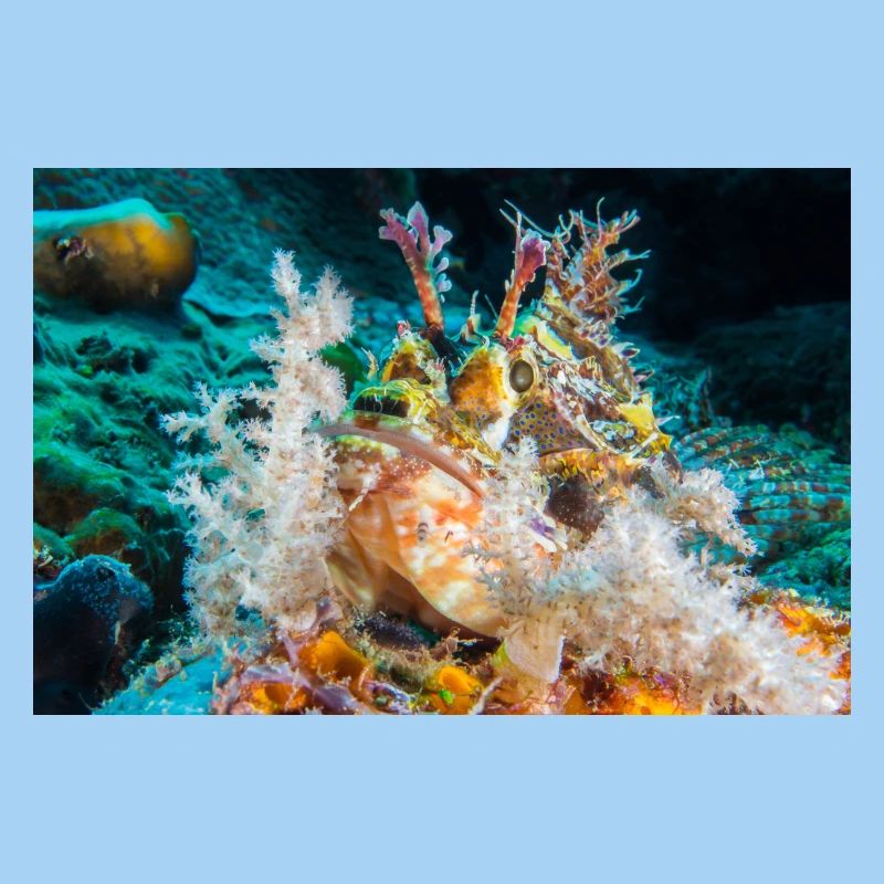 Scorpion fish