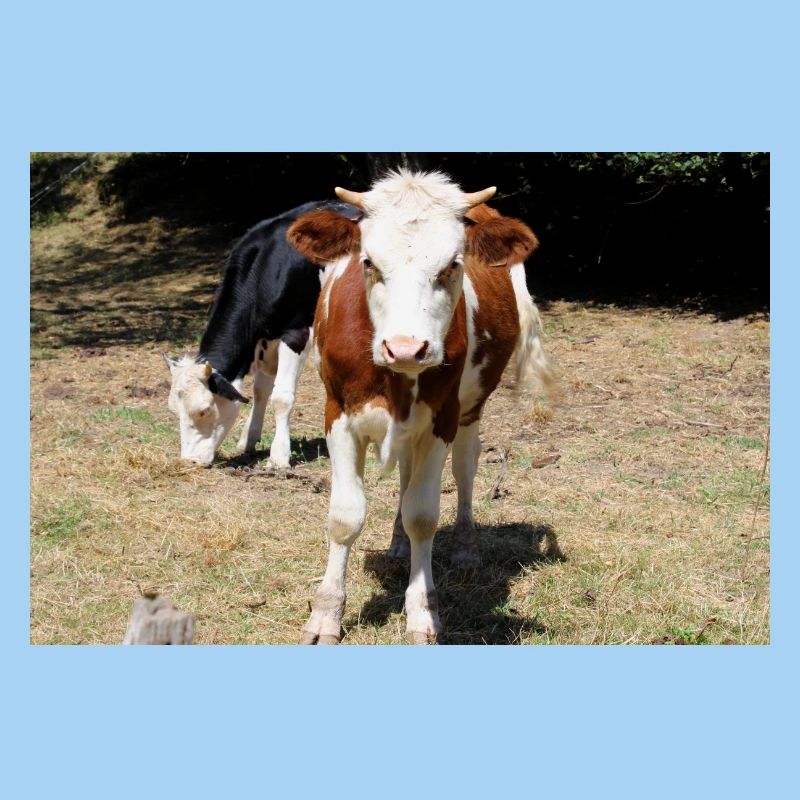 Affiche de vache