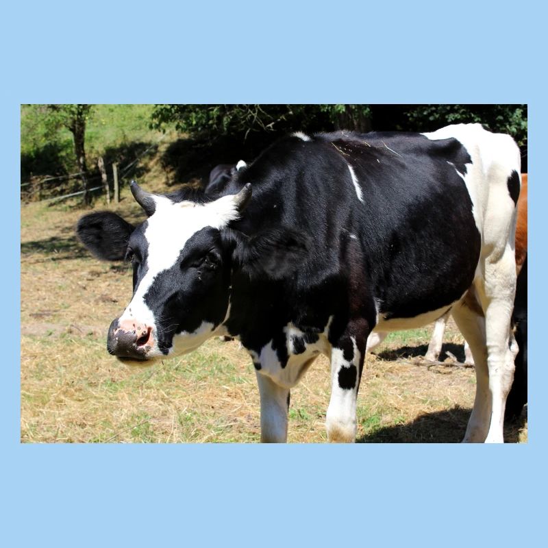 Affiche de vache