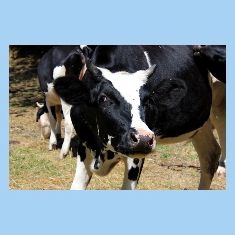 Affiche de vache