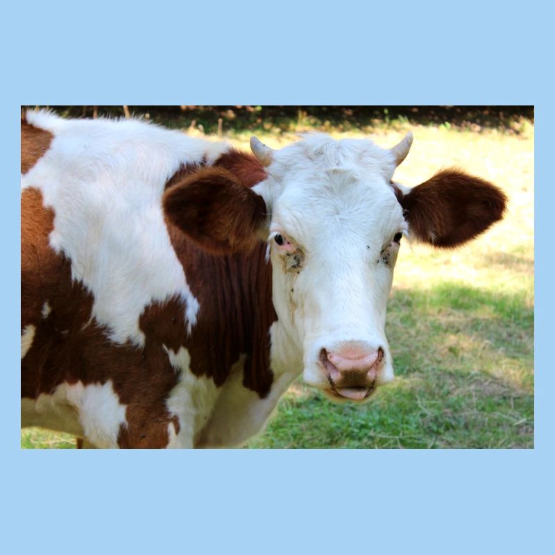 Affiche de vache