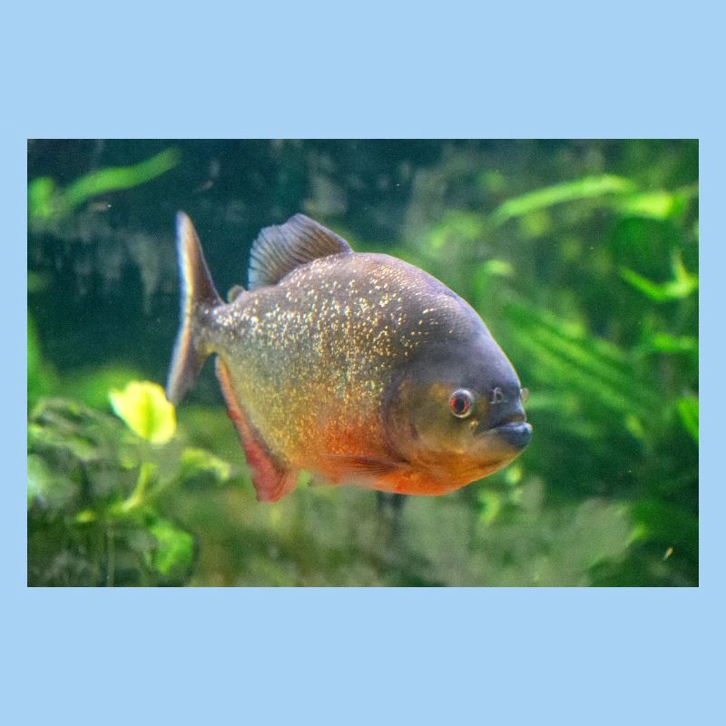 Piranha fish silver red Sharp teeth