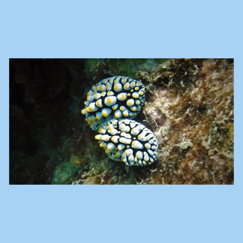 NACKTSCHNECKE