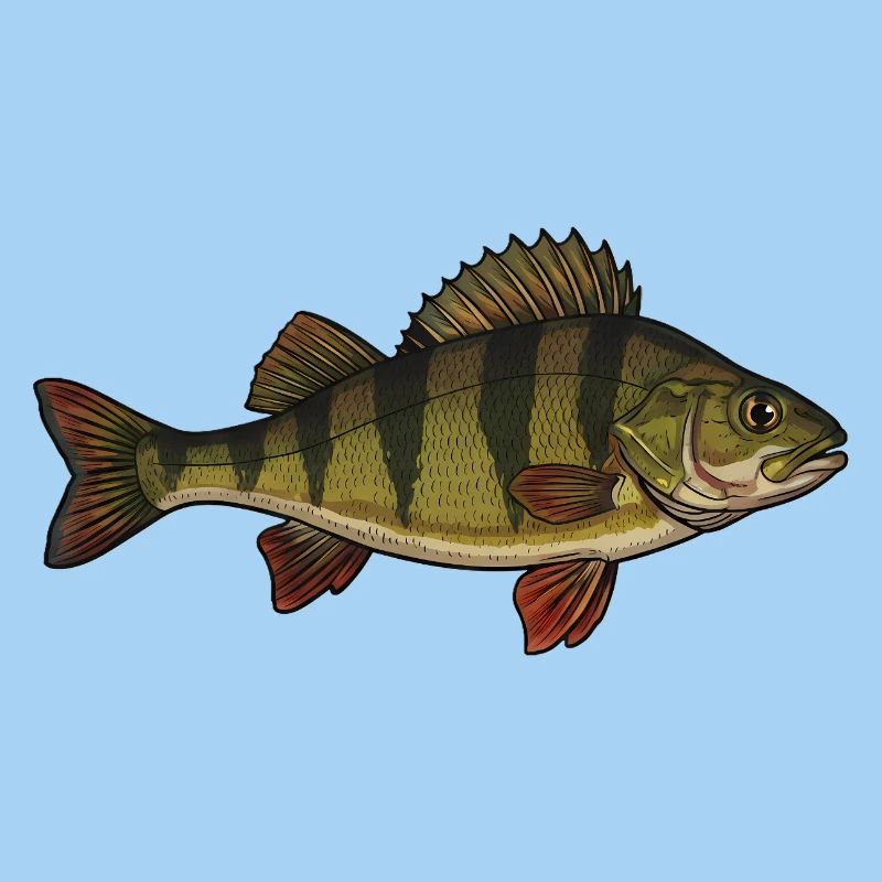 Realistic Perch Fish Vector