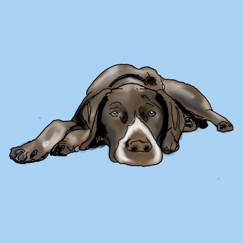 Pointer German Shorthair