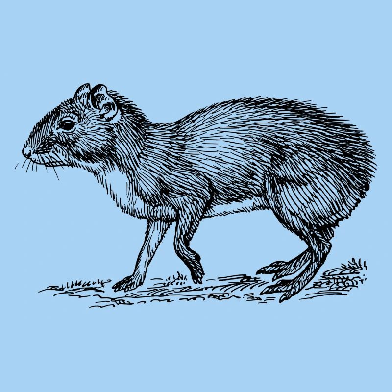 rongeur
